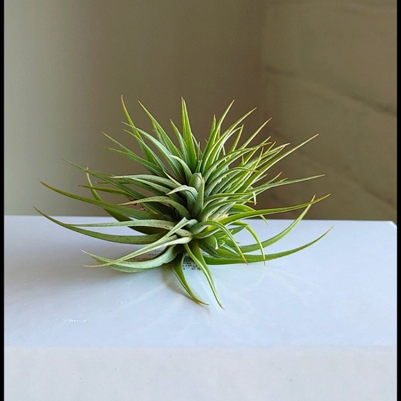 Accents Apple Shaped Glass Terrarium Wair Plant Poshmark